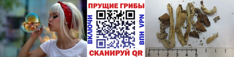 Галлюциногенные грибы Psilocybine cubensis  ссылка на мегу онион  Жигулёвск  купить наркоту 